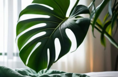 How houseplants affect bedrooms air purification.