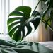 How houseplants affect bedrooms air purification.